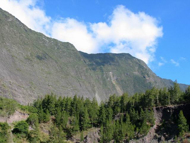 Les filaos du Déblai ou Barrage de Mahavel