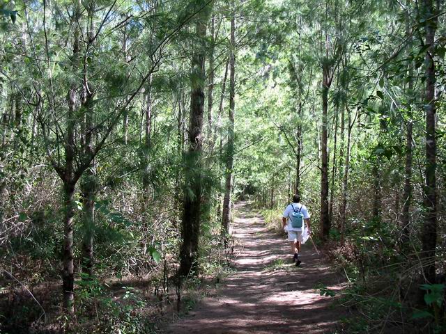 Marche au frais dans les filaos de la Forêt de Roche Plate