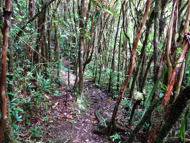 Les goyaviers deviennent de plus en plus nombreux