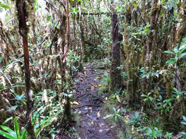 Le sentier est souvent boueux