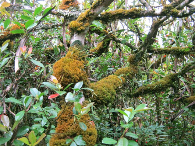 Difficile de reconnaître même les arbres