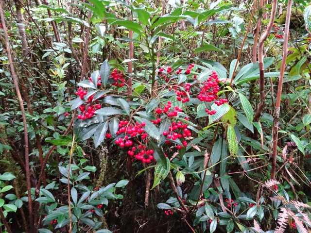 Les bois Noël sont plus agréables que les goyaviers