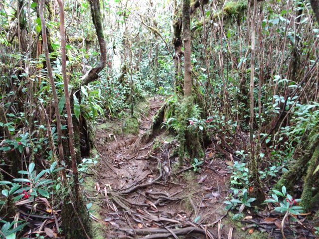 La dernière partie comporte beaucoup de boue et de racines