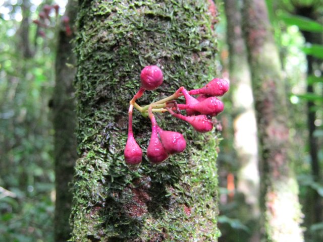 Les fleurs ou fruits du bois de pomme poussent à même le tronc