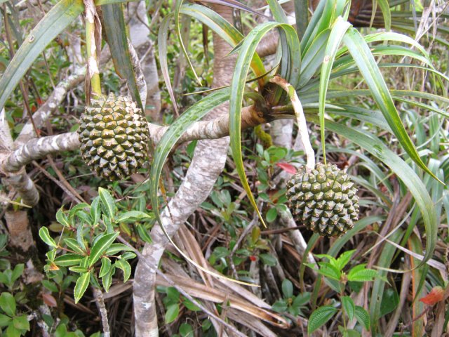 Attention à la massue du pimpin qui peut cogner la tête au passage