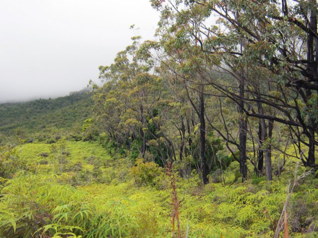 La longue haie d'eucalyptus en fin de sentier