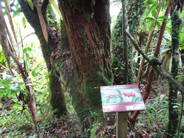 Un beau spécimen de bois de rempart