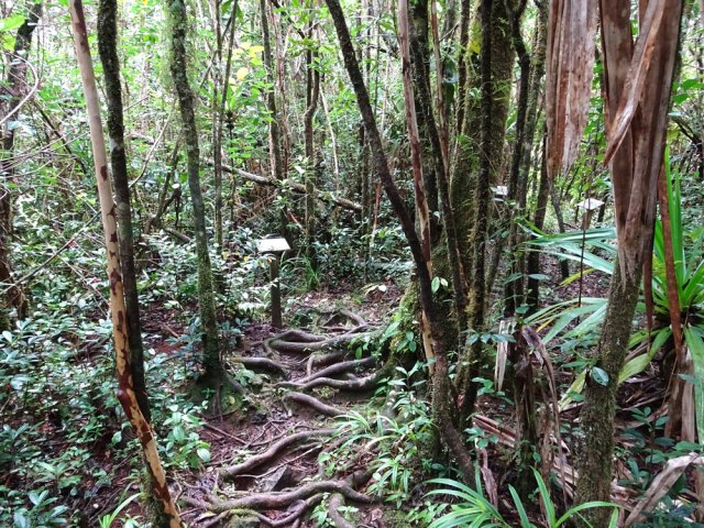 Les goyaviers envahissent également ce beau petit coin