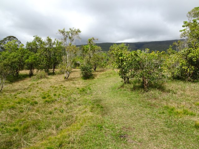 La marche s'effectue sur de l'herbe entre les arbustes