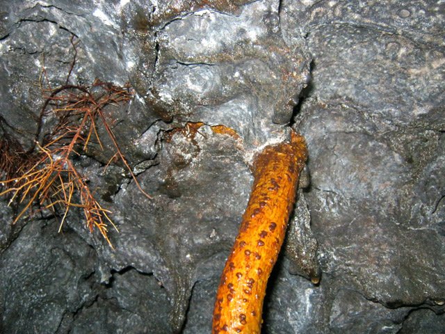 Petit à petit, le racines écarteront le plafond