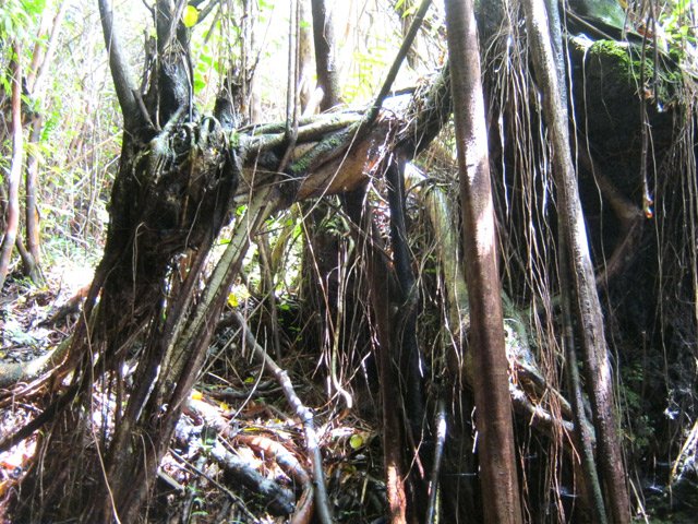 En sortant, on est face à des bois de goyaviers ou quelques bois de couleurs