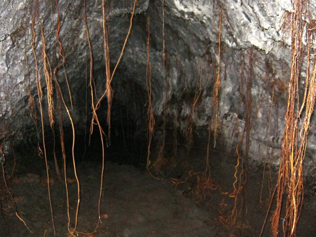 Attention de ne pas blesser les racines au passage