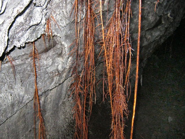 L'humidité de l'air suffit à abreuver les arbres au-dessus de la voûte