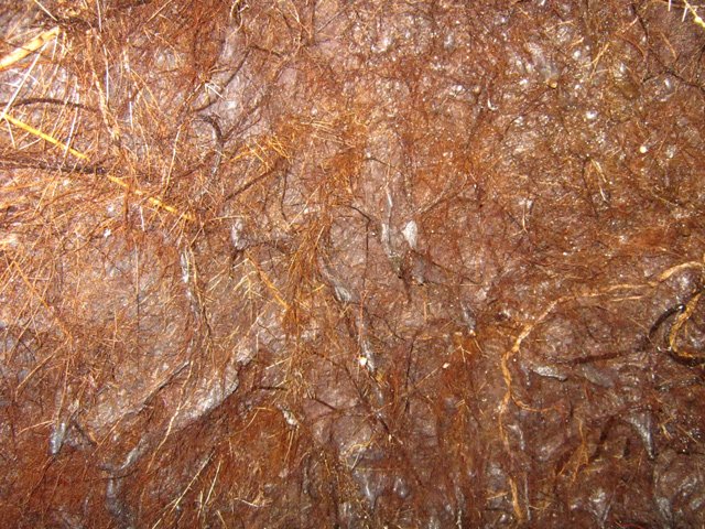 Des milliers de radicelles ont tapissé la paroi