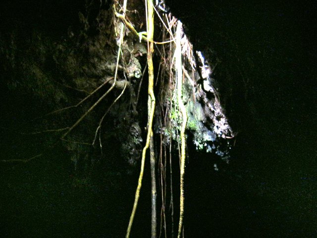 Etroite fenêtre sur la forêt, difficilement accessible