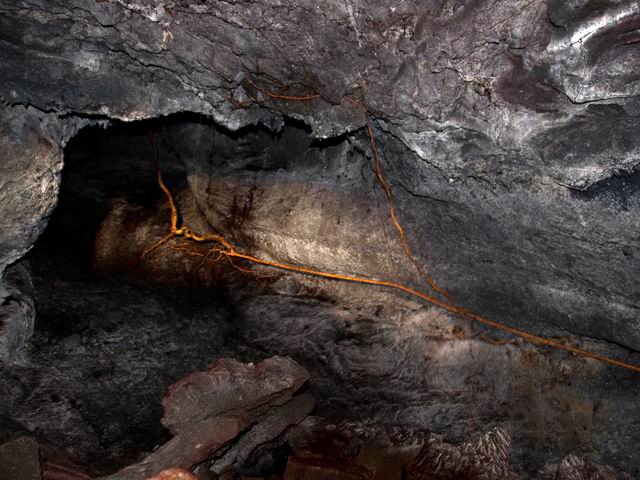 La longueur et l'horizontalité des racines sont très impressionnantes