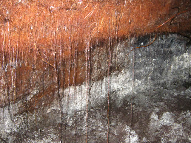 Là ce sont les racines qui pendent du plafond