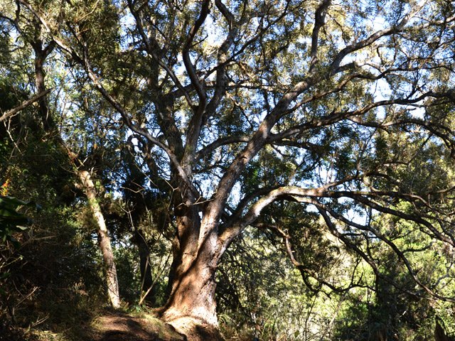 Quelques tamarins sur le parcours