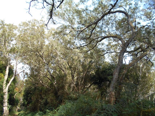 Quelques beaux tamarins en bordure de piste