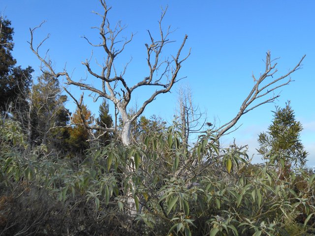 Les bringeliers ont pris possession du terrain après les incendies