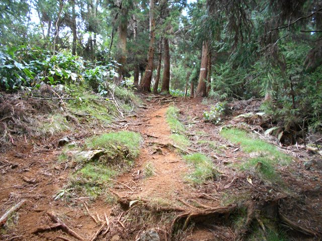 Des racines en travers dès qu'il y a des cryptomerias