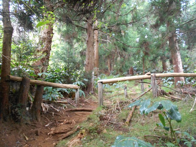 Rambardes en bordure du sentier de la Grande Ravine