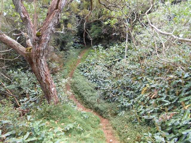 Portion dans les longoses avant d'arriver à la route