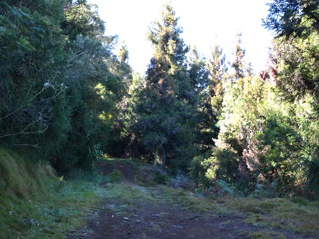 Montée faible au départ sous les cryptomerias