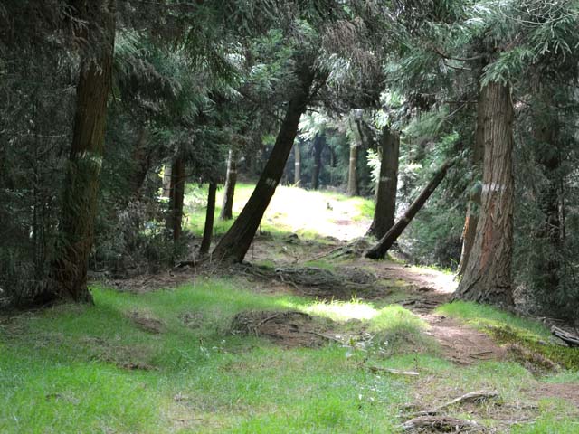 La Ligne de la Grande Ravine sous les cryptomerias