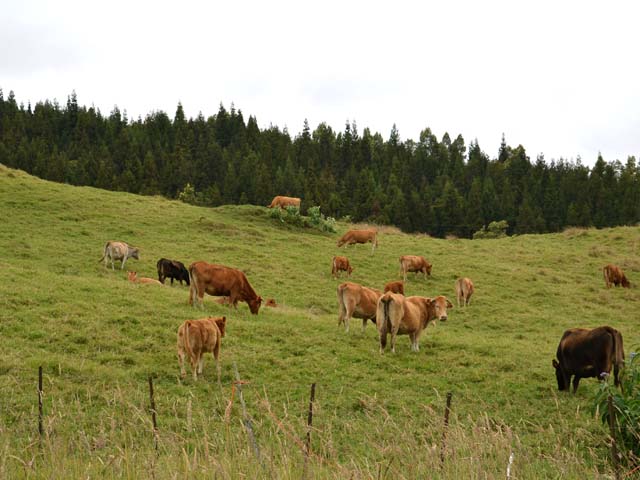 Les troupeaux le long de la Route Vaudeville