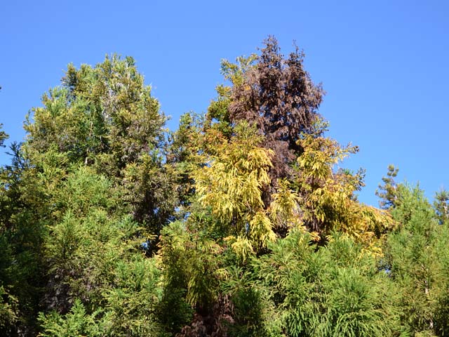 Trois couleur pour un cryptomeria : mauvais signe