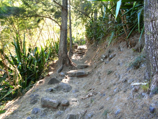 Sentier étroit sous les filaos