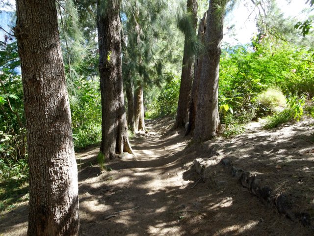 Le sentier bordé de filaos jusqu'à l'Îlet à Malheur