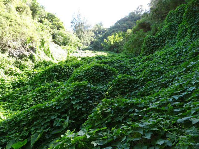 La montée à Aurère dans les chouchous