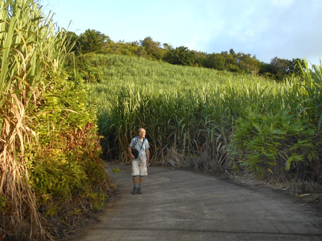 Très agréable montée dans les cannes à sucre