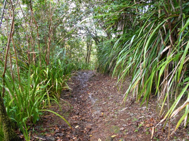 Sentier glissant bordé par les sabres marrons