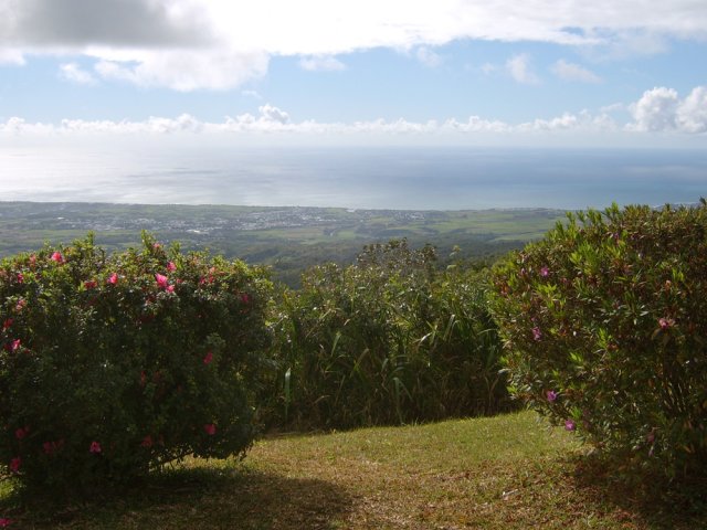 Les azalées de M. Dureau de Volcomte ou certaines de leurs descendantes
