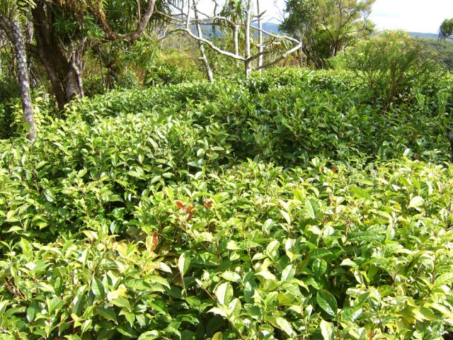 La petite plantation de thé à deux pas des kiosques