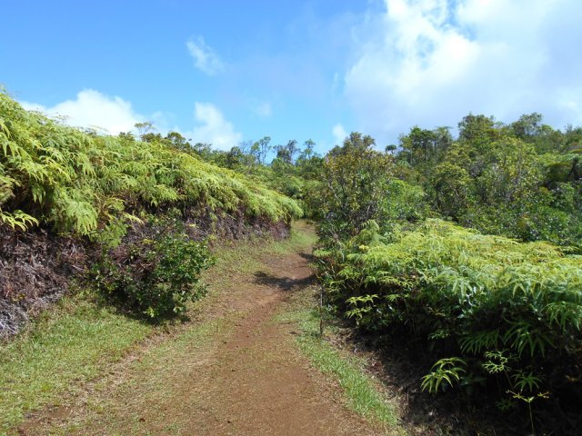 On retrouve les fougères fourchues et goyaviers en montant vers la piste