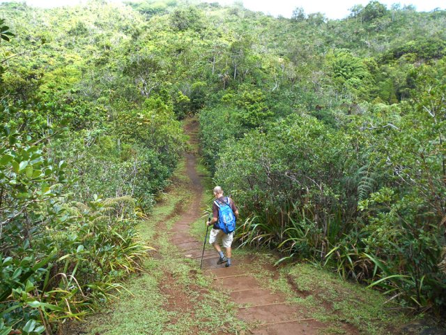 Chercher les plants de thé dans les haies qui bordent le sentier