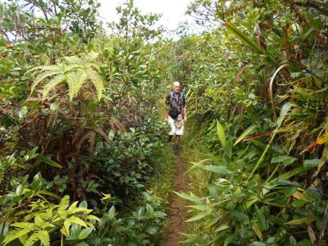 Le sentier de la Caroline est parfois très étroit dans les goyaviers