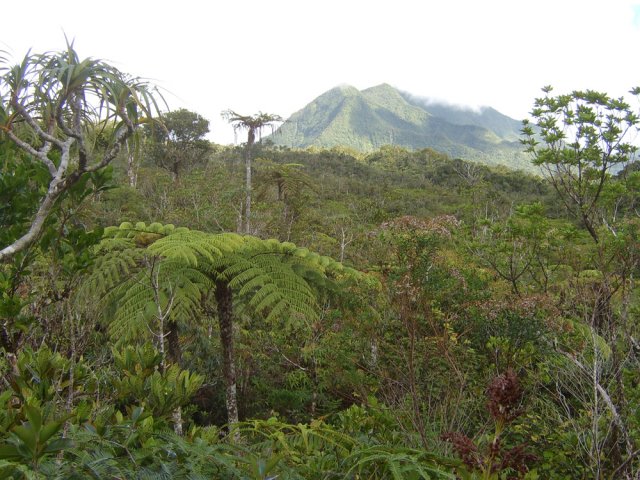 Points de vue sur la forêt et le Morne du Bras des Lianes