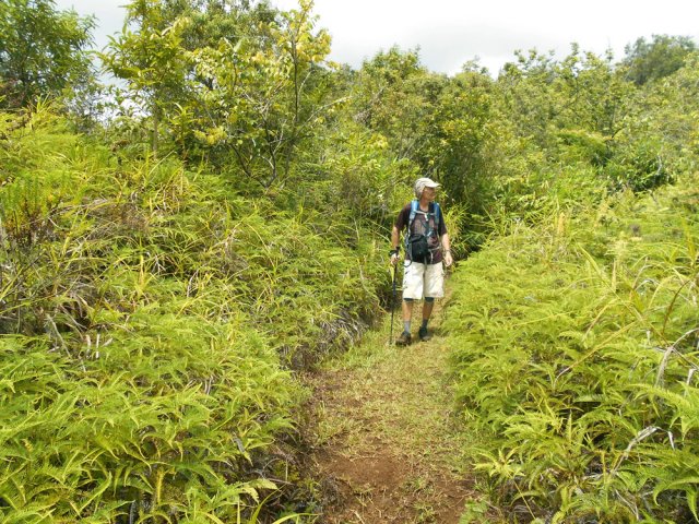 Les dernières fougères avant les champs de canne