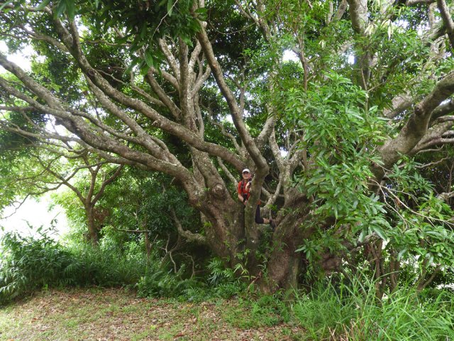 Un manguier qui pourrait concourir au plus bel arbre de l'île