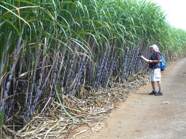 La fin du circuit pour les amateurs de canne noble (Saccharum officinarum)