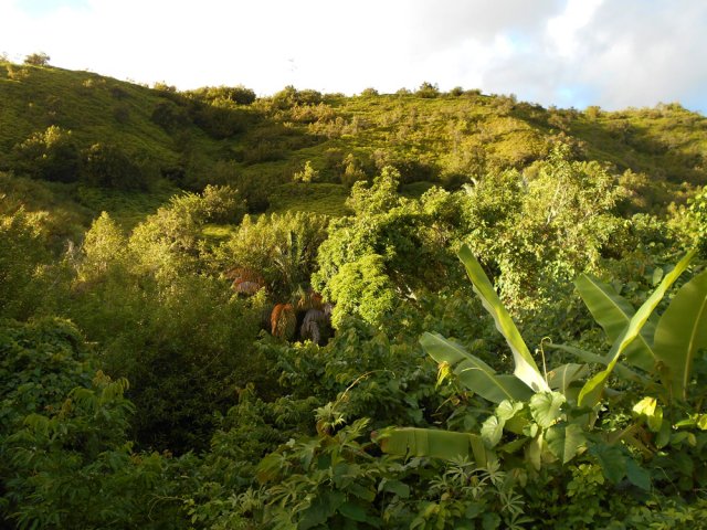 Les collines environnantes sont couvertes de fougères fourchues