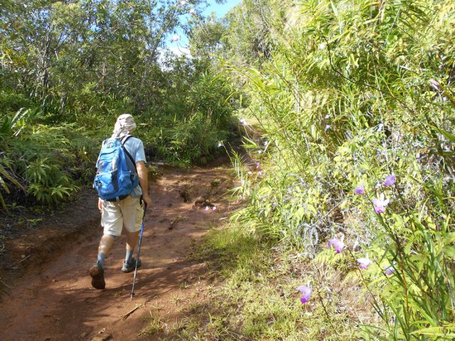 Les abords de la piste abritent beaucoup d'orchidées bambou