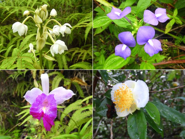 Quelques fleurs le long du sentier dont la fleur de thé aux étamines jaunes