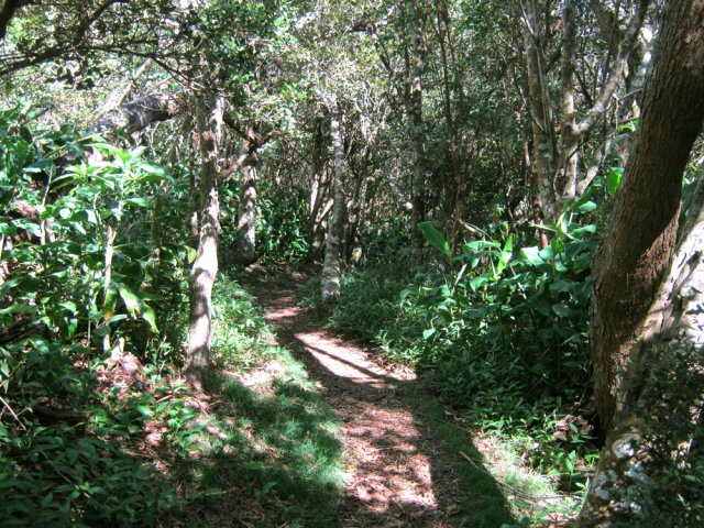 Sentier ombragé en début de descente