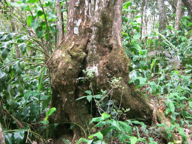 Les longoses ne sont pas encore parvenues à tuer tous les arbres